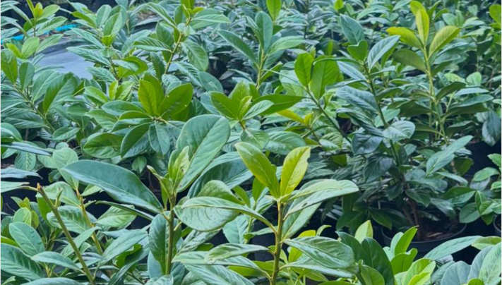 Plant & Hedge Supply